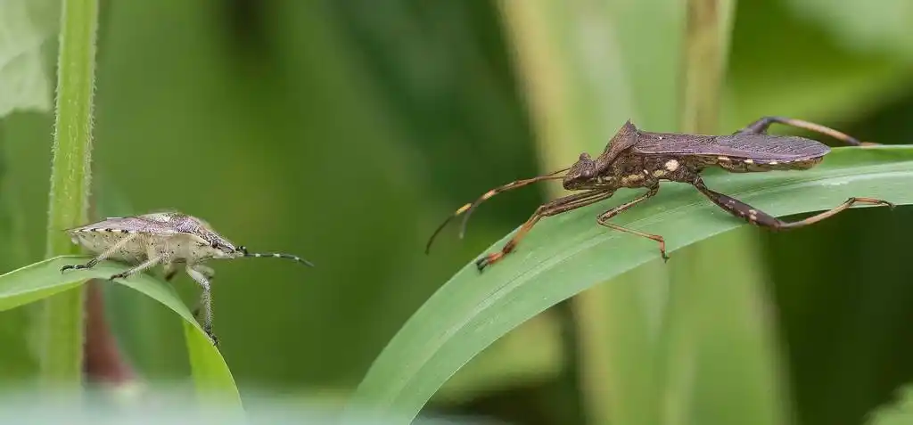 8 os微距镜头拍摄的蝽虫领地纷争情景