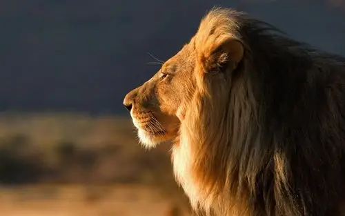 描述: 狮子特写-动物高清图片壁纸 当前壁纸尺寸: 1680 x 1050