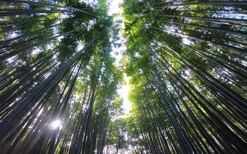 漫步在卧虎藏龙取景的嵯峨野竹林小径仿佛置身电影里的场景