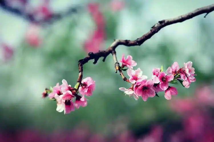 桃花源里拍桃花 摄影:于宝华 2019.4.18