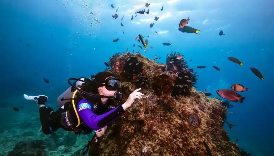 游客在蜈支洲岛潜水.蜈支洲岛供图