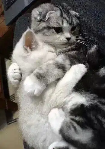 抱在一起的两只猫的图