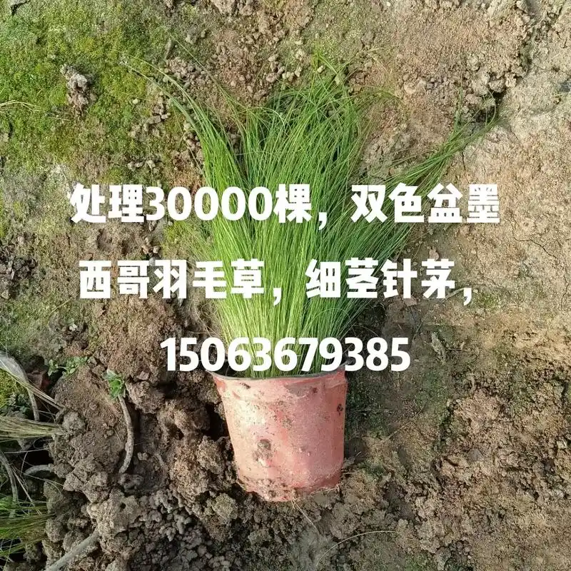 处理30000棵,双色盆墨西哥羽毛草,细茎针茅,150636 - 抖音