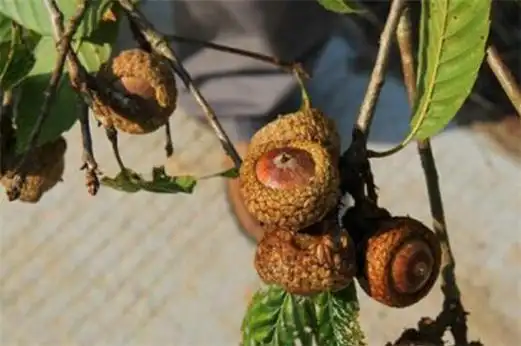 补肾果多少钱一斤,市场价格在15～30元钱一斤