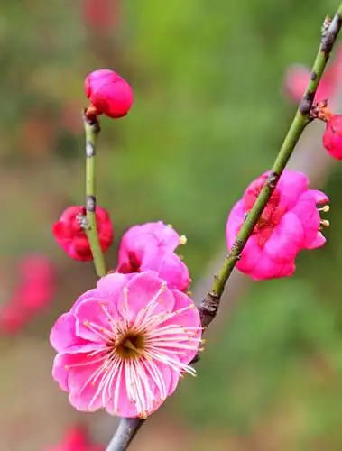 红梅花开满园春