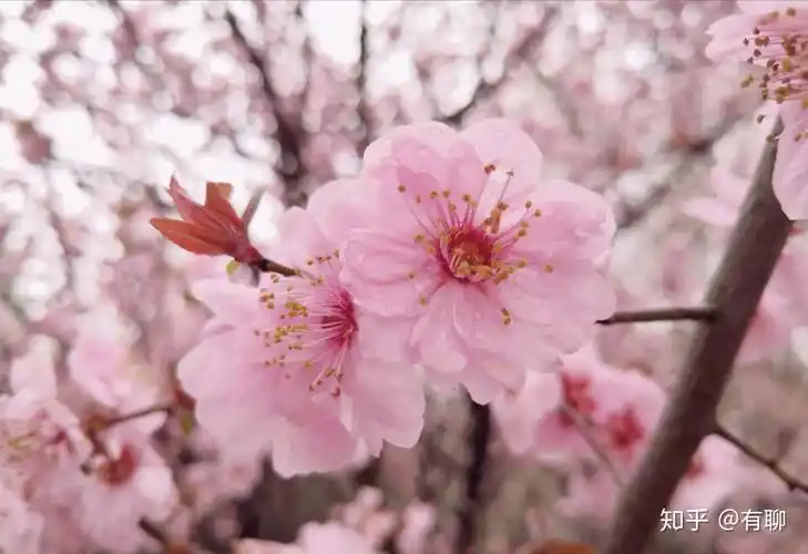 有什么樱花粉色系好看的壁纸