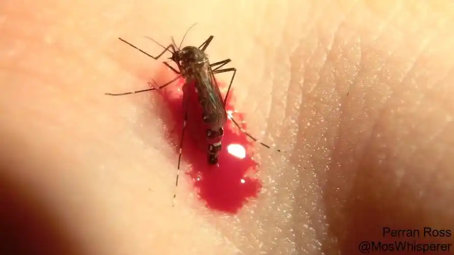 实拍一只蚊子狂吸人血到最后肚子炸掉的全过程油兔不二字幕组