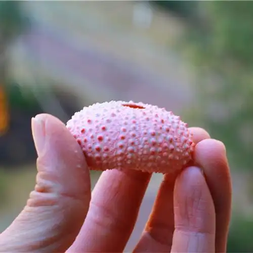 热卖天然海螺梦幻粉红海胆橱窗设计装饰diy海螺