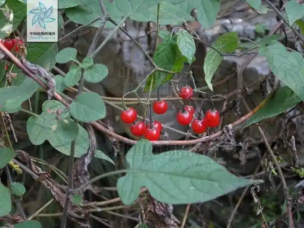 吊瓜藤能治胆囊结石吗(白毛藤见过吗治胆囊炎)(2)