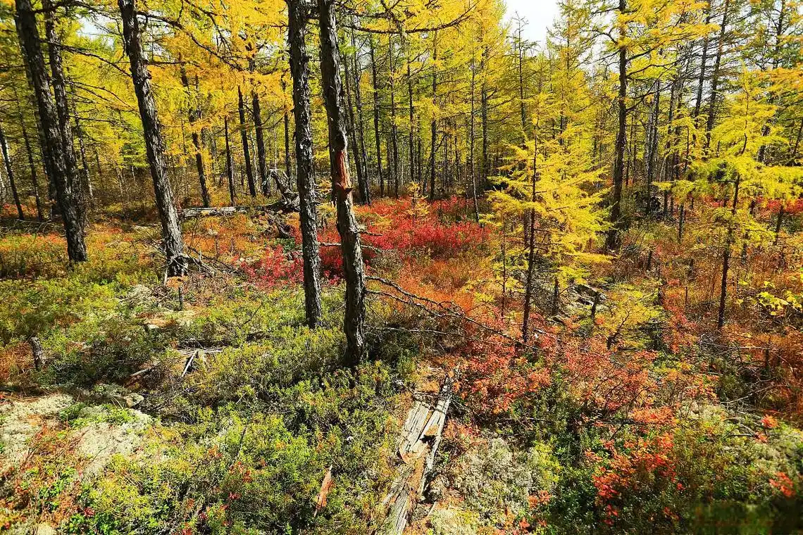 长白山西景区秋季原始森林 中国的风景名胜区长白山西景区以其秋季的