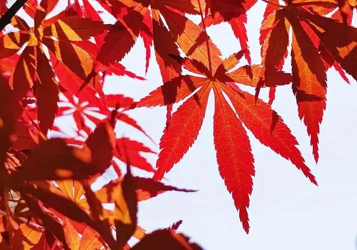 秋天的颜色—红色枫叶