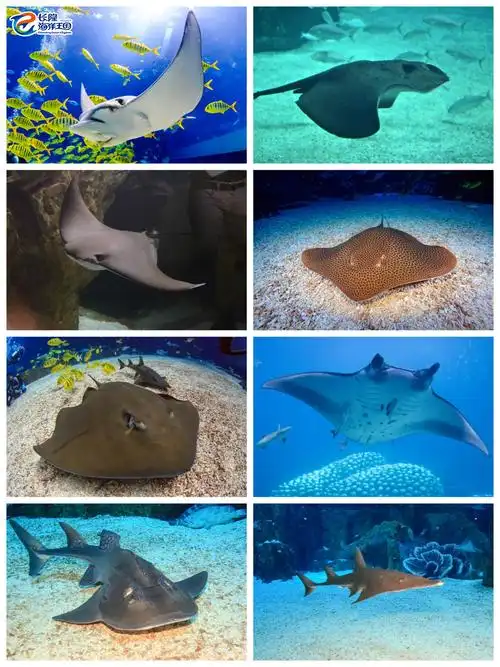 (海洋王国的鳐鱼家族 摄于长隆海洋王国)