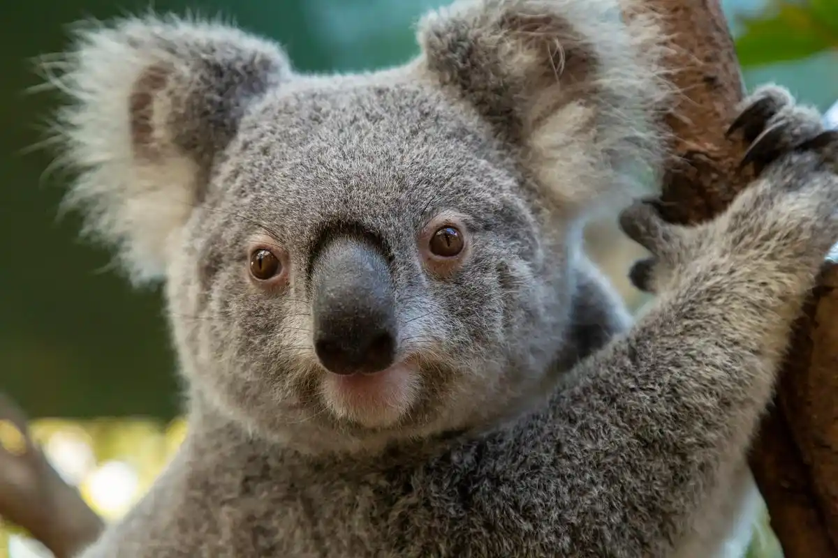 树袋熊也是熊吗  "树袋熊",从这个名字中的"熊"字我们就会认为树袋熊