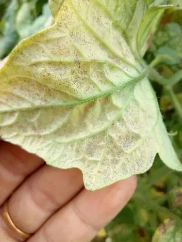 番茄红蜘蛛怎么控制