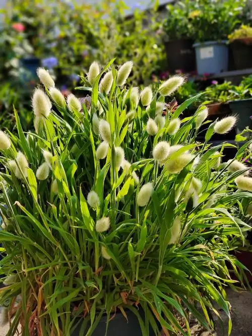 所以兔尾草是怎样结种子的