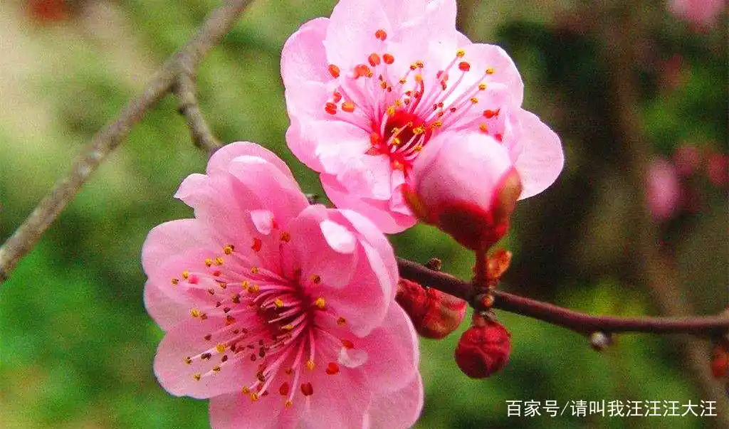 大雪纷飞,又到赏梅花的季节,看精美图片,顺道简单了解下梅花