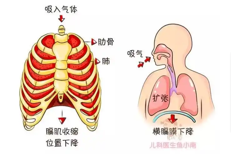 宝宝胸下鼓起的"两个包"什么鬼?肋骨外翻是缺钙?