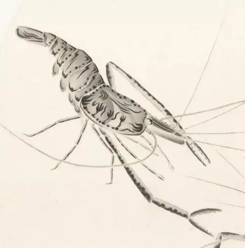 喜欢吃虾更爱画