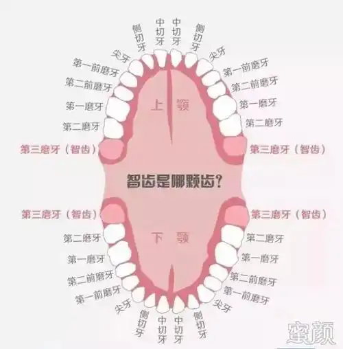 席间某个懂很多的医学生同学告诉我们,成人一般有 32 颗牙齿,有 4 颗