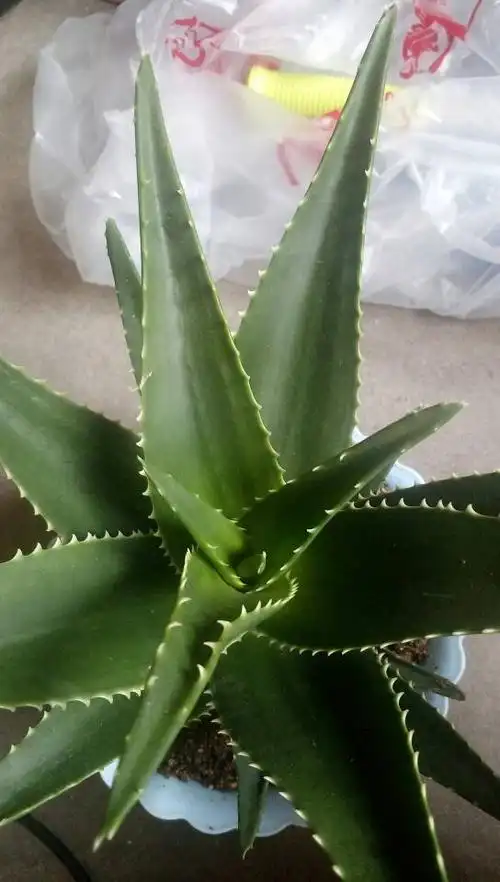 这是什么品种的芦荟?