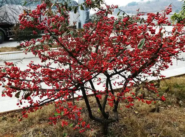 火棘图片火棘木本野菜图片