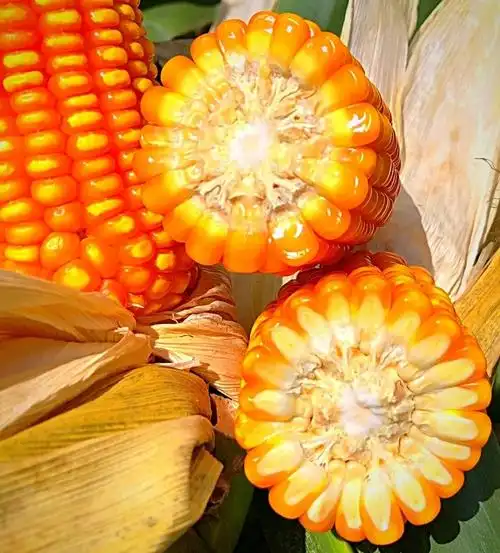 早熟硬粒型玉米品种大天397号高产高蛋白袋品质好抗性强2kg