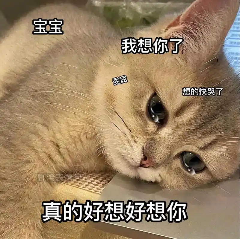 有个憨憨在想你!#图文热点来了 #表情包 #猫咪表情包#艾特 - 抖音