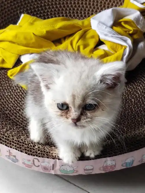 两个多月大英短小猫咪