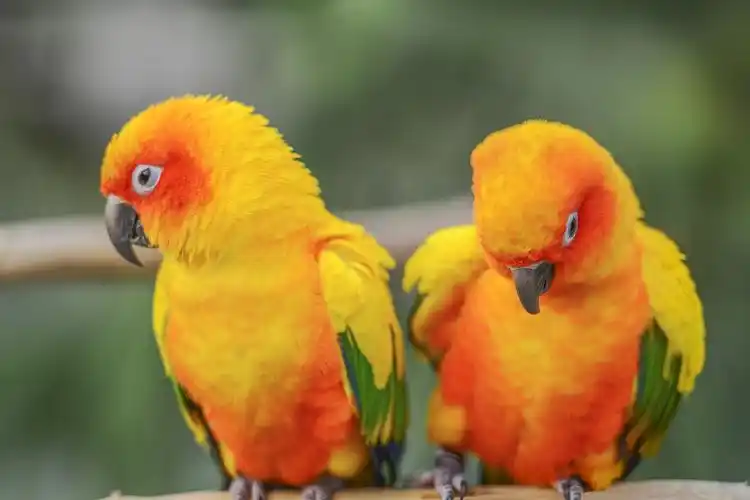 太阳锥尾鹦鹉图片第8张