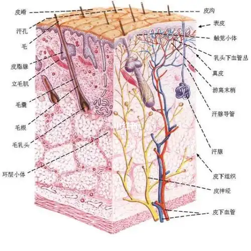 什么是皮下组织有什么作用和功效