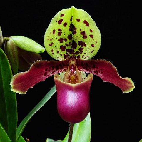 精选盆栽花卉 洋兰 兜兰 亨利兜兰 paphiopedilum henryanum