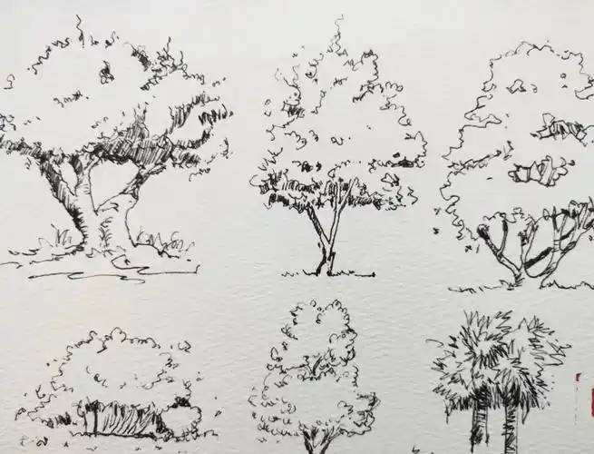 0基础学画画不同类型的树画法合集
