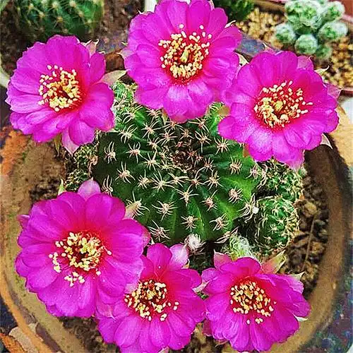 一折稀有仙人球 桌面