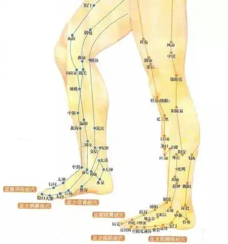 腿的经络推法不同效果就不同