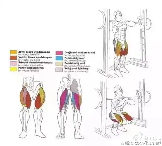 杠铃深蹲  ▼     很难找到这么全的肌肉训练图解