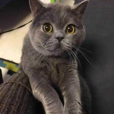 英融宠物专业提供英国短毛猫,享受懒猫房子品牌服务