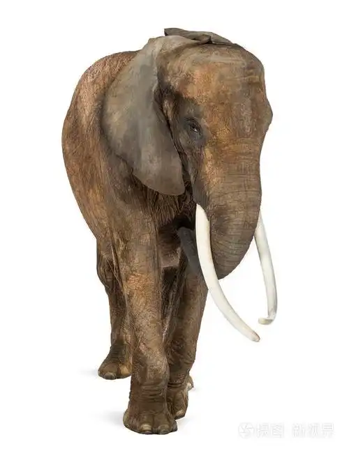 非洲大象在白色孤立的正面视图