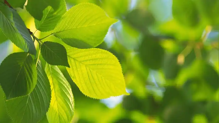 清新护眼的绿色叶子图片桌面壁纸高清大图预览1600x900_风景壁纸下载