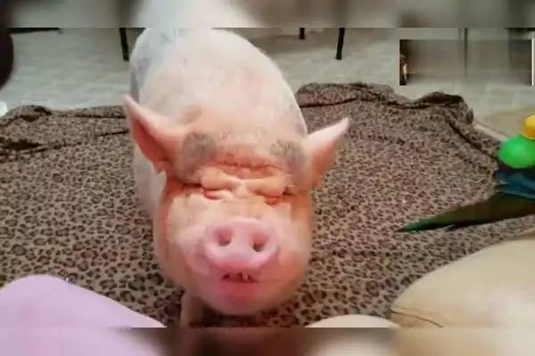 这么丑的猪也有人当宠物养不知道咋想的