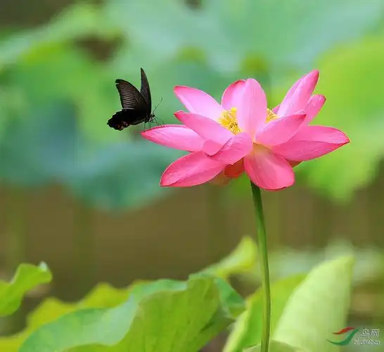 蝴蝶赏荷花