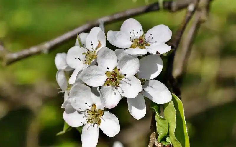 洁白唯美的梨花图片桌面壁纸