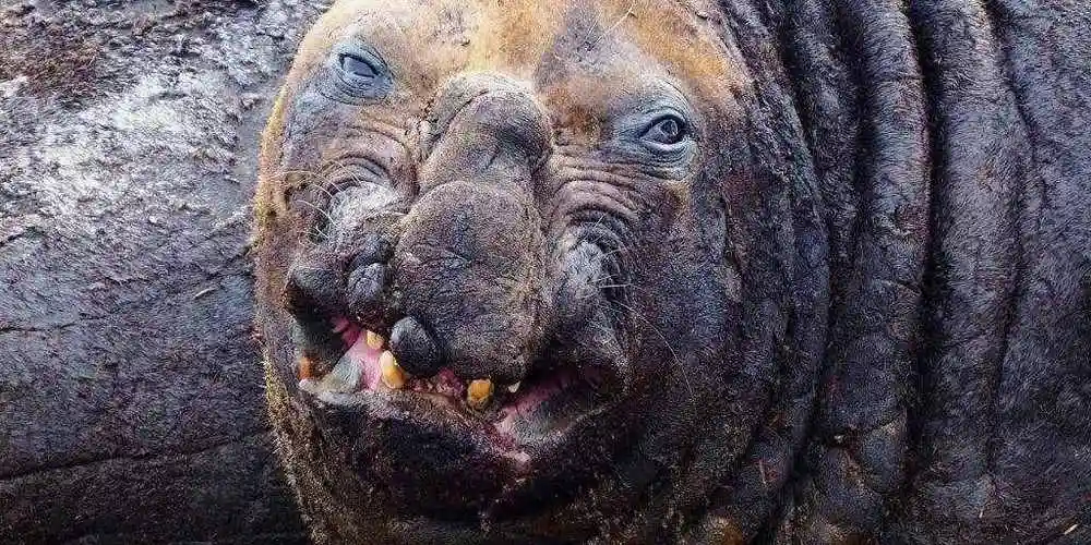 十大丑陋动物世界上最丑的10种动物