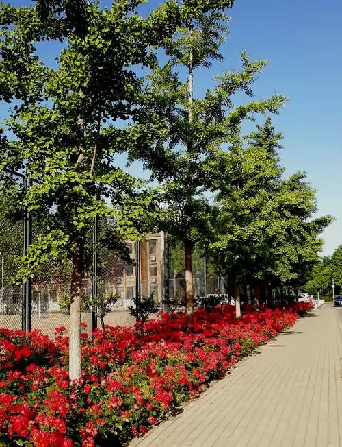 宁静的中国农业大学(东区)校园