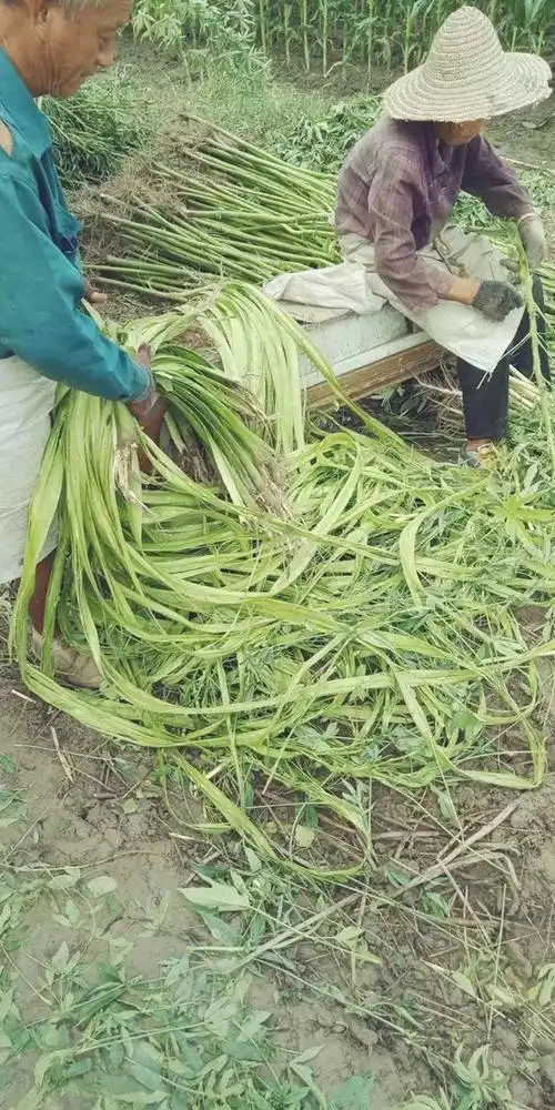 一场经典的剥麻画面演译了上世纪八十年代萧山农村秋收场景