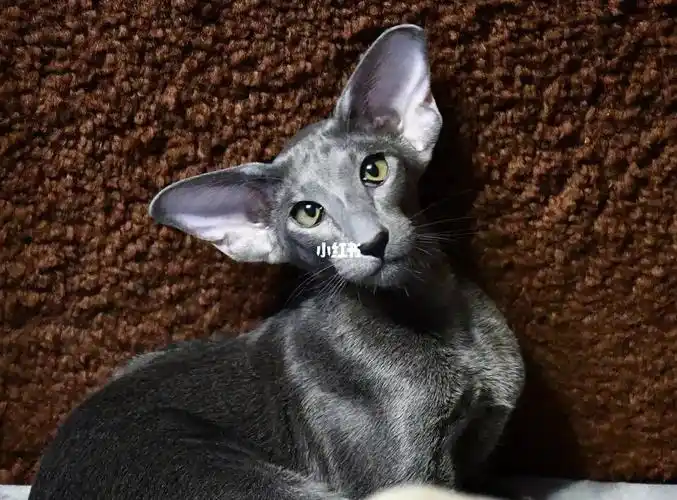 东方短毛猫分4个专业品种称谓