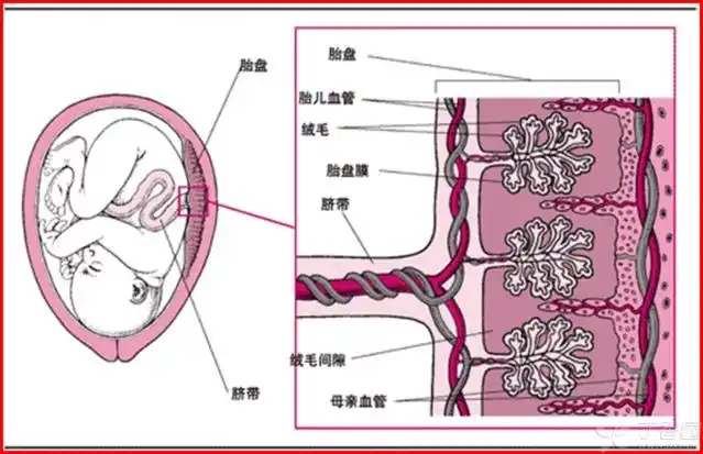 【分享】分享一组胎盘屏障图片