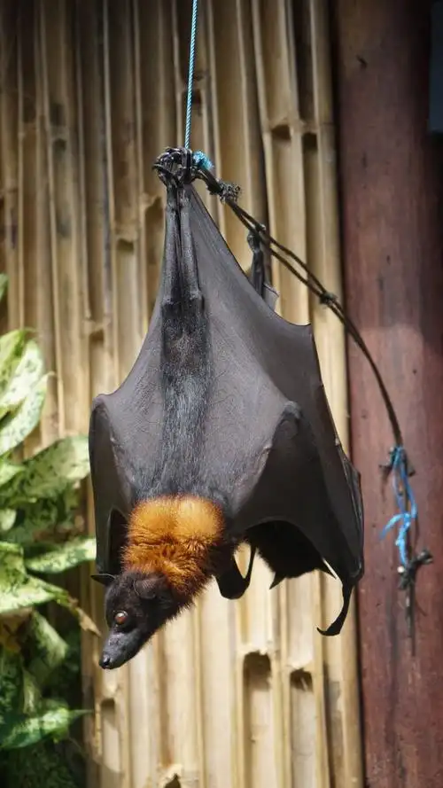 近距离拍一张大蝙蝠!