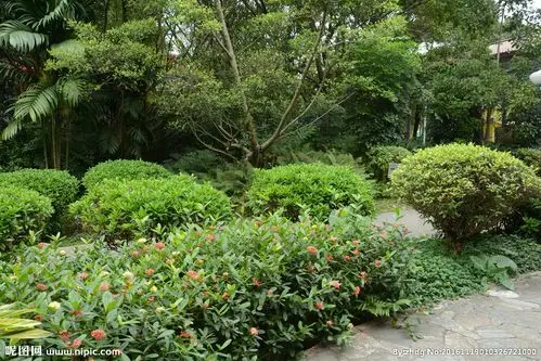 树木树叶摄影图__自然风景_自然景观_摄影图库_昵图网nipic.com