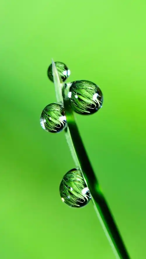 让你放松下吧～,绿色养眼的壁纸图片(绿色养眼小清新系列壁纸)