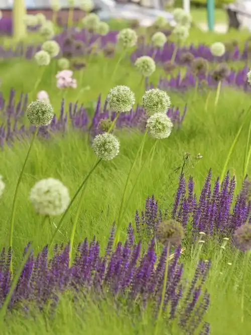 植物笔记墨西哥羽毛草细叶针茅